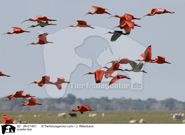 Scharlachsichler / scarlet ibis / JR-01461