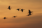 flying Scarlet Ibis