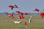 Scarlet Ibis