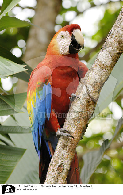 Hellroter Ara / scarlet macaw / JR-01465