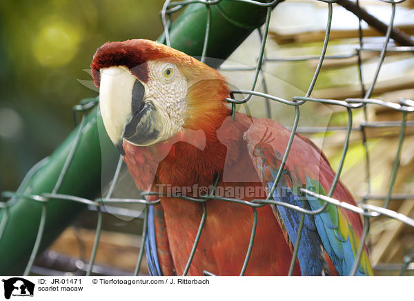 scarlet macaw / JR-01471