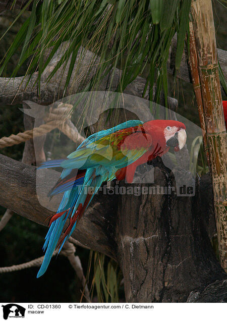 macaw / CD-01360
