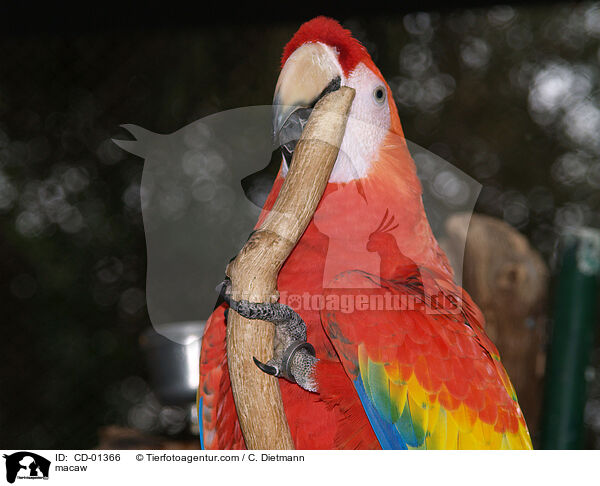 macaw / CD-01366
