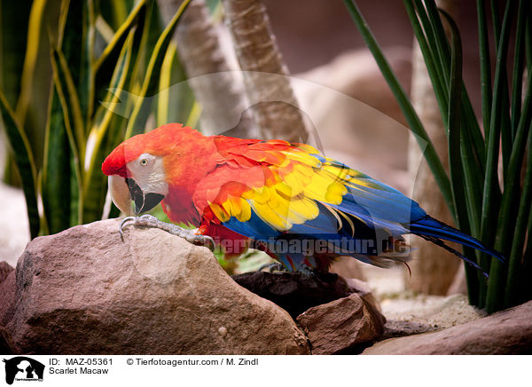 Hellroter Ara / Scarlet Macaw / MAZ-05361