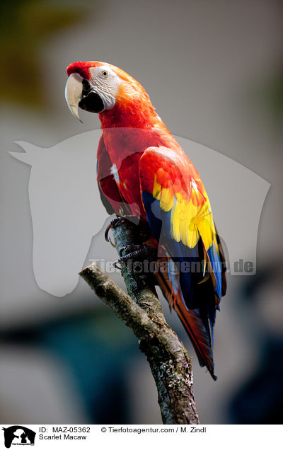 Hellroter Ara / Scarlet Macaw / MAZ-05362