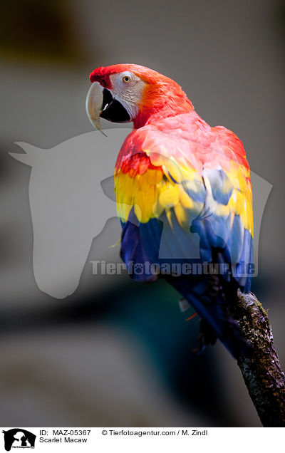 Hellroter Ara / Scarlet Macaw / MAZ-05367