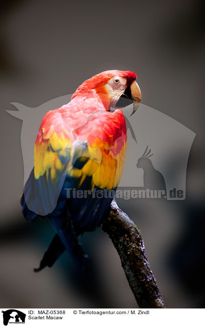 Hellroter Ara / Scarlet Macaw / MAZ-05368
