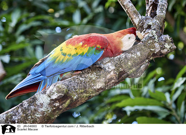 Hellroter Ara / Scarlet Macaw / JR-04660