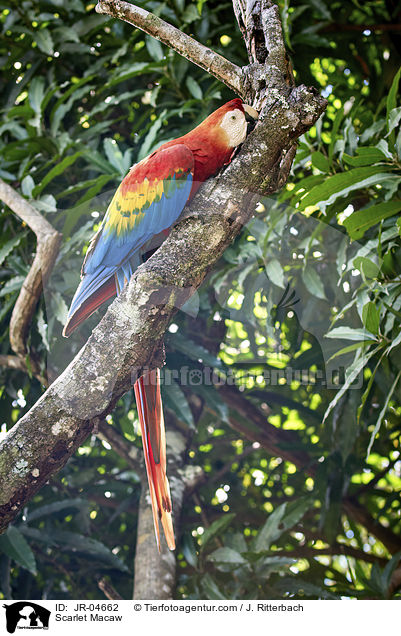 Hellroter Ara / Scarlet Macaw / JR-04662
