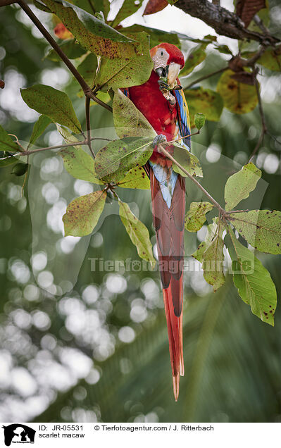 scarlet macaw / JR-05531