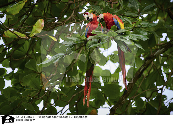 scarlet macaw / JR-05573