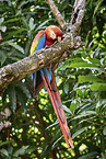 Scarlet Macaw