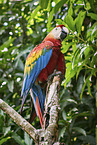 Scarlet Macaw