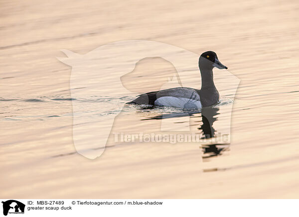 greater scaup duck / MBS-27489