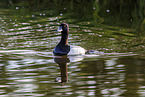 greater scaup duck