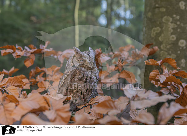 sitting Scops Owl / PW-07732