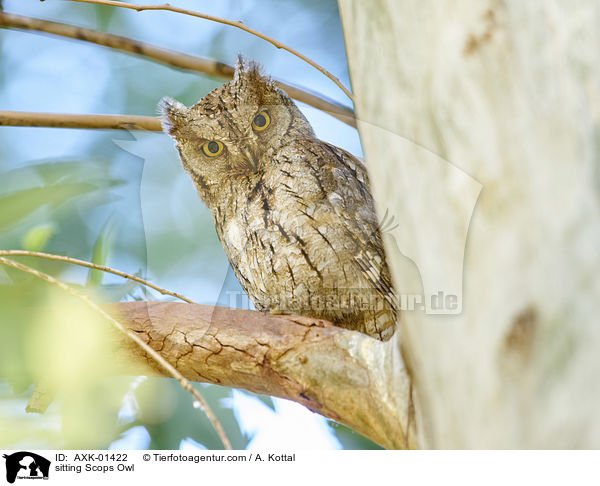 sitzende Zwergohreule / sitting Scops Owl / AXK-01422