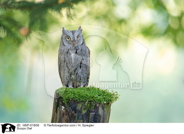 Zwergohreule / Scops Owl / HSP-01606