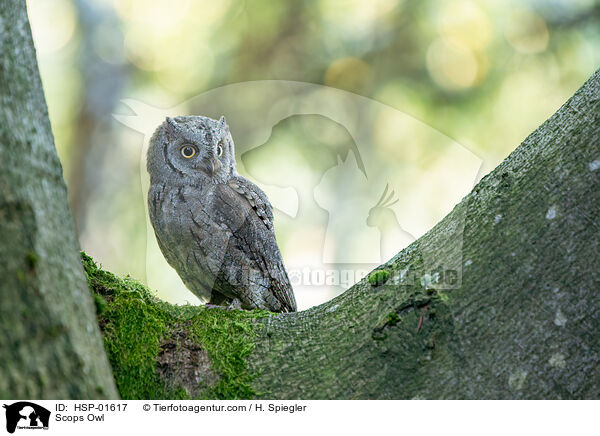 Zwergohreule / Scops Owl / HSP-01617