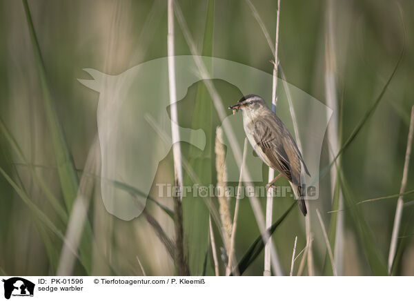 sedge warbler / PK-01596