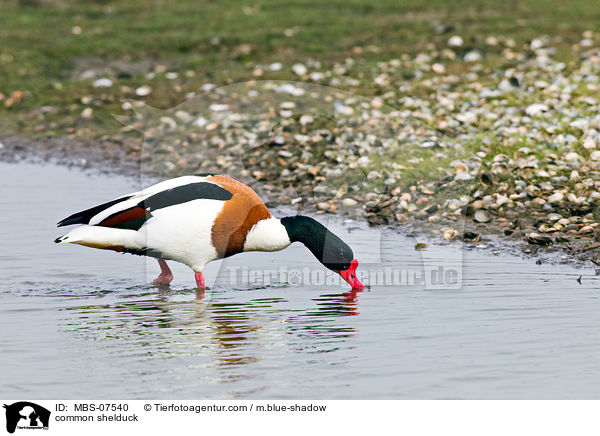 common shelduck / MBS-07540