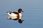 common shelduck