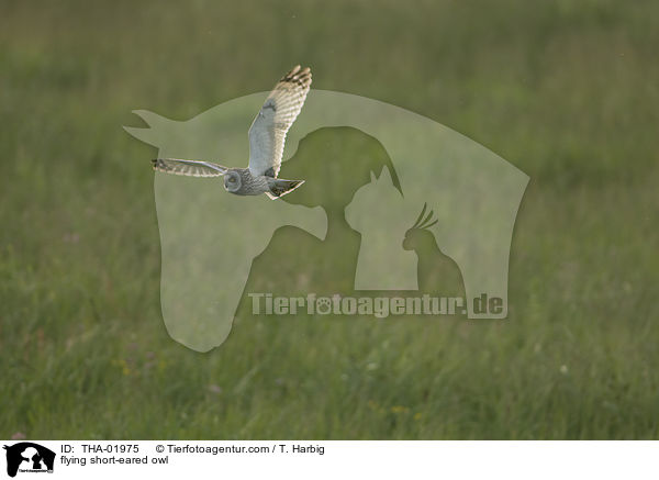 fliegende Sumpfohreule / flying short-eared owl / THA-01975