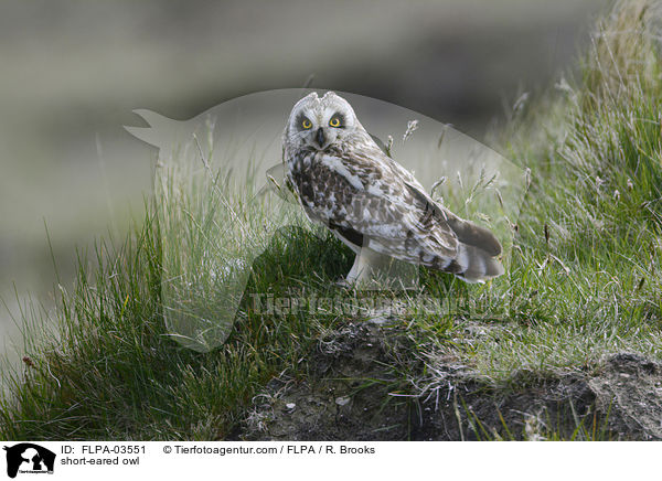 short-eared owl / FLPA-03551