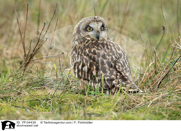short-eared owl / FF-04439