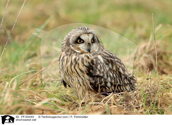 short-eared owl / FF-04440