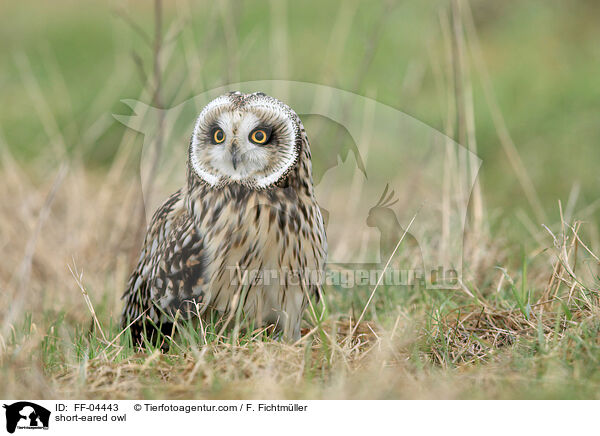 short-eared owl / FF-04443