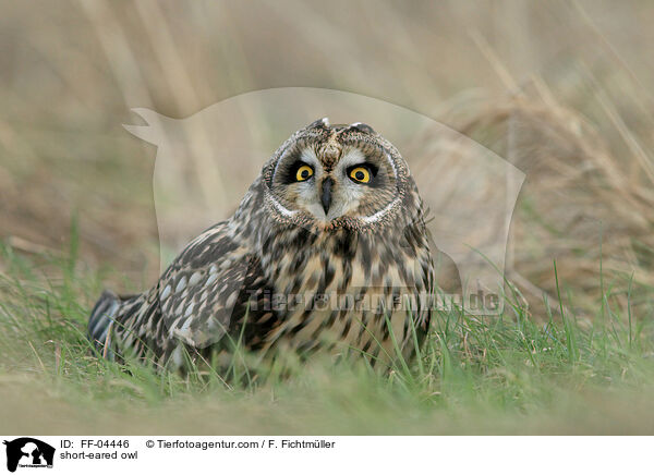 short-eared owl / FF-04446