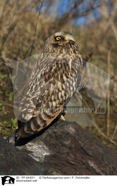 short-eared owl / FF-04451