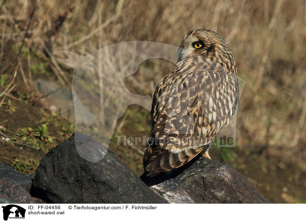 short-eared owl / FF-04456