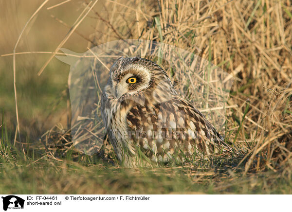 short-eared owl / FF-04461