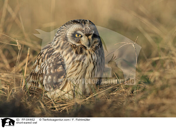 short-eared owl / FF-04462