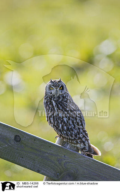 short-eared owl / MBS-14266