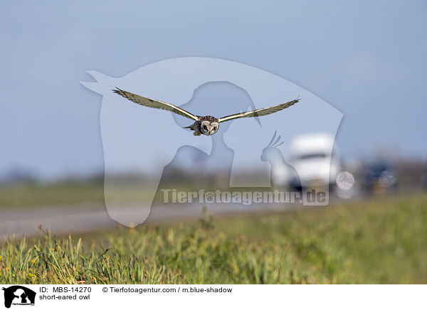 short-eared owl / MBS-14270