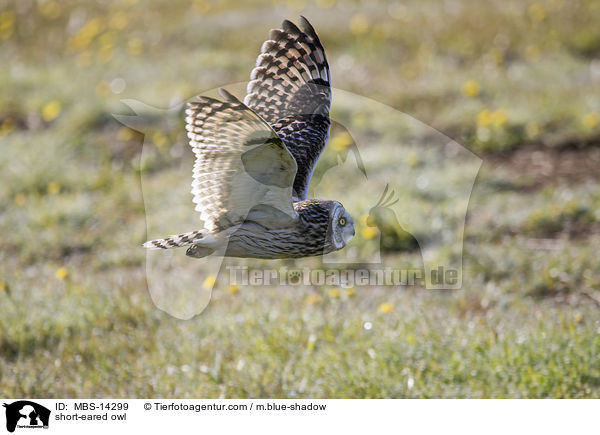 short-eared owl / MBS-14299