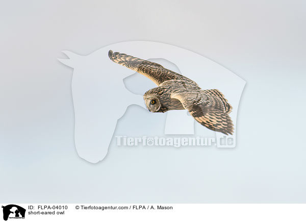 Sumpfohreule / short-eared owl / FLPA-04010
