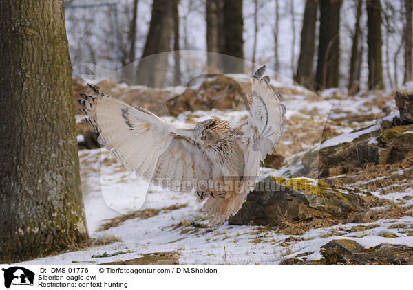Sibirischer Uhu / Siberian eagle owl / DMS-01776