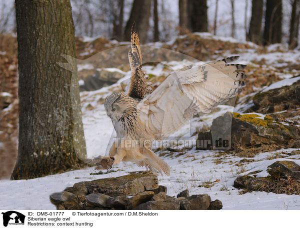 Sibirischer Uhu / Siberian eagle owl / DMS-01777