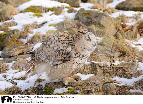 Siberian eagle owl / DMS-01778