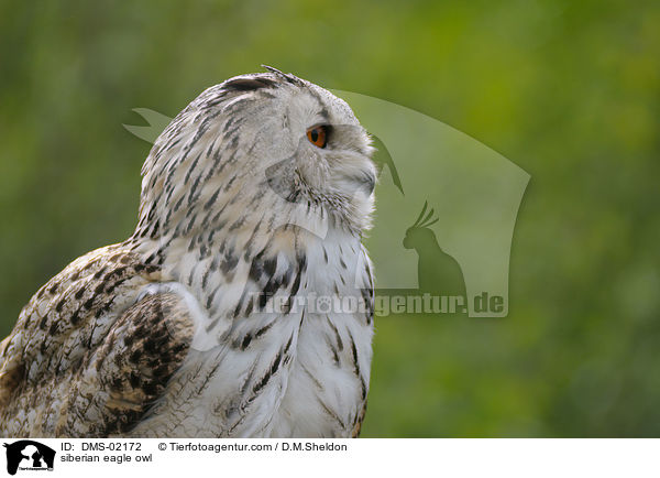 Sibirischer Uhu / siberian eagle owl / DMS-02172