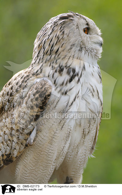 Sibirischer Uhu / siberian eagle owl / DMS-02173