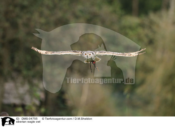 siberian eagle owl / DMS-04755