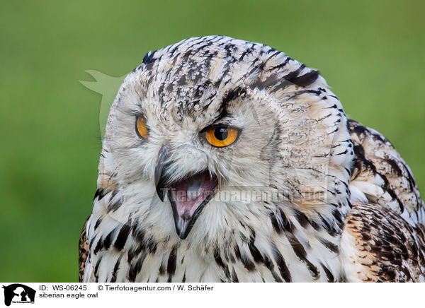 Sibirischer Uhu / siberian eagle owl / WS-06245