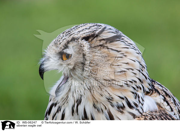 siberian eagle owl / WS-06247