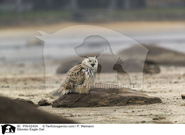Sibirischer Uhu / Siberian Eagle Owl / PW-02404