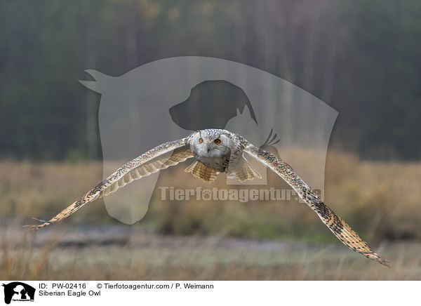 Siberian Eagle Owl / PW-02416